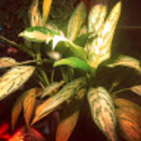 Meet your Posher, Jacob - Picture 1 of 1